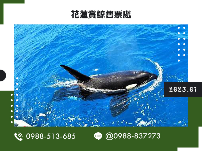 花蓮賞鯨費用