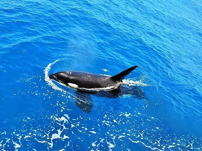 台灣有虎鯨嗎? 台灣有虎鯨嗎?