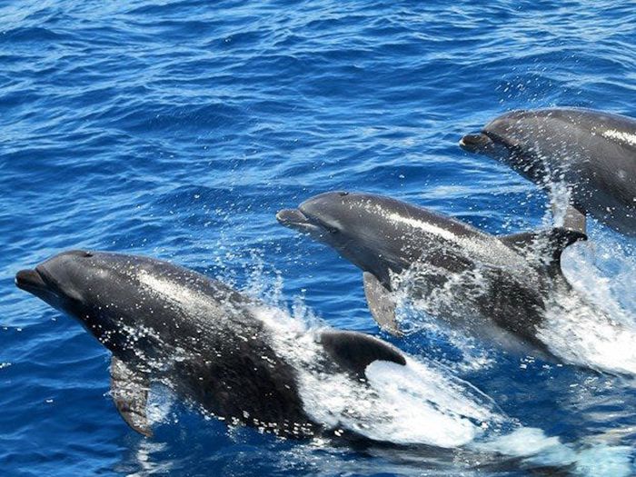 賞鯨最佳時間 賞鯨最佳時間