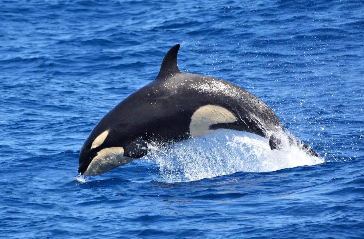 花蓮賞鯨套裝行程值得嗎？包含哪些內容？