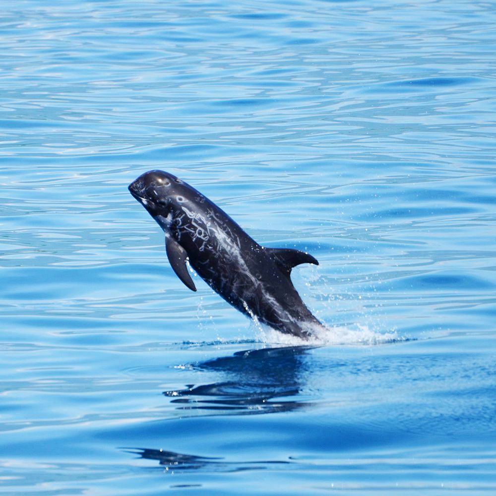 花蓮賞鯨什麼時候最適合？夏季和冬季差在哪？