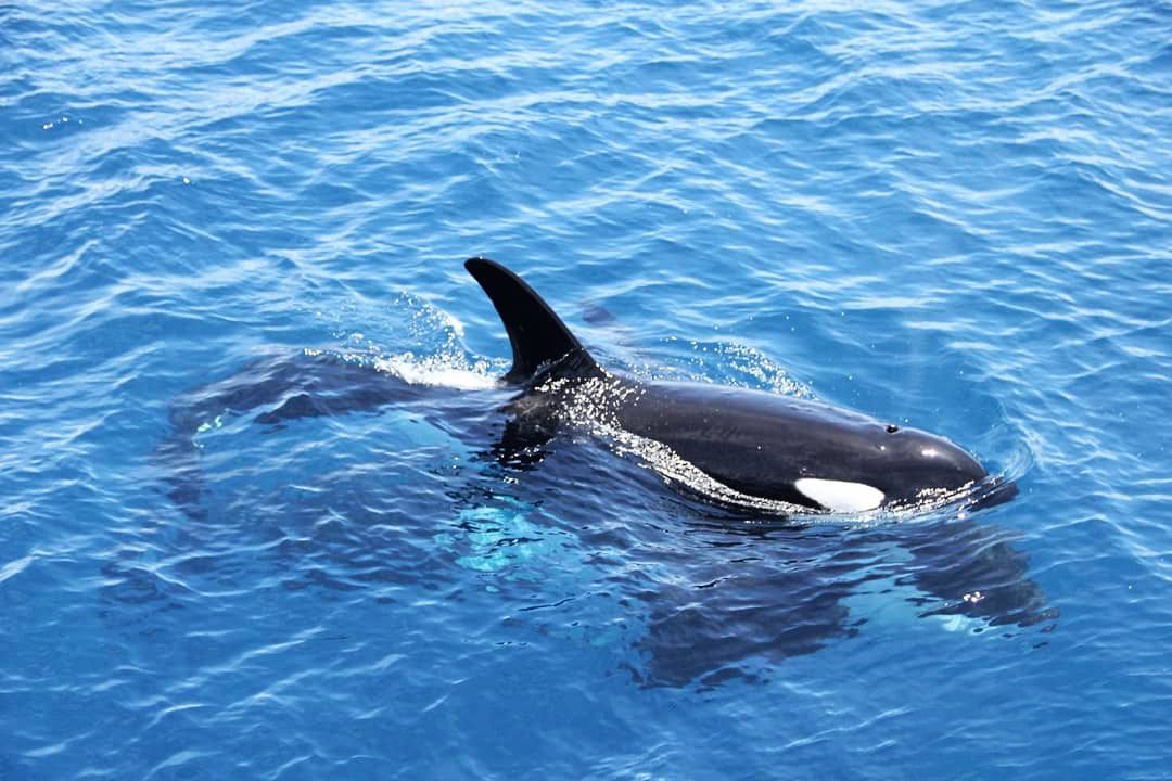 花蓮賞鯨豚 花蓮賞鯨豚